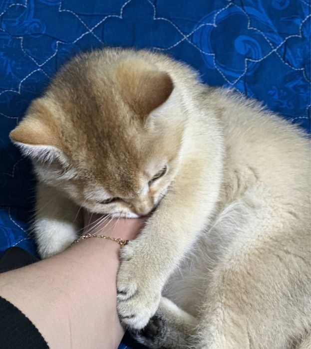 Котенок золотая шиншила