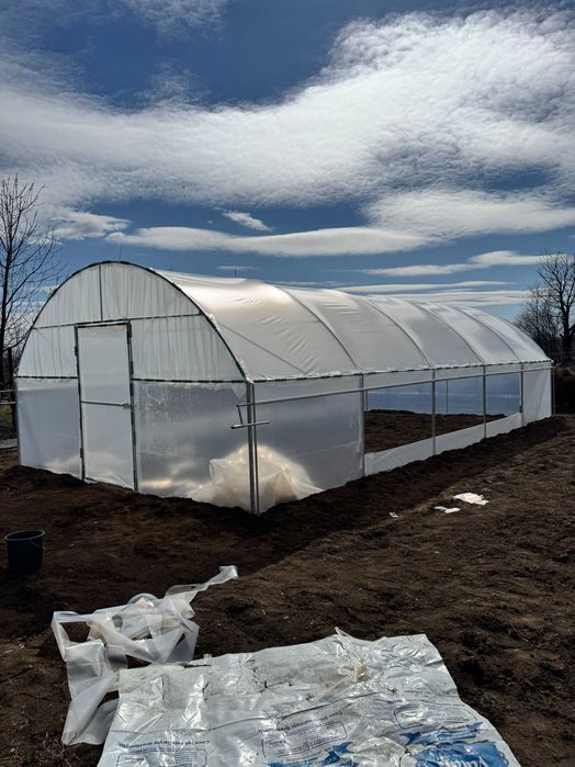 Solare legume , flori