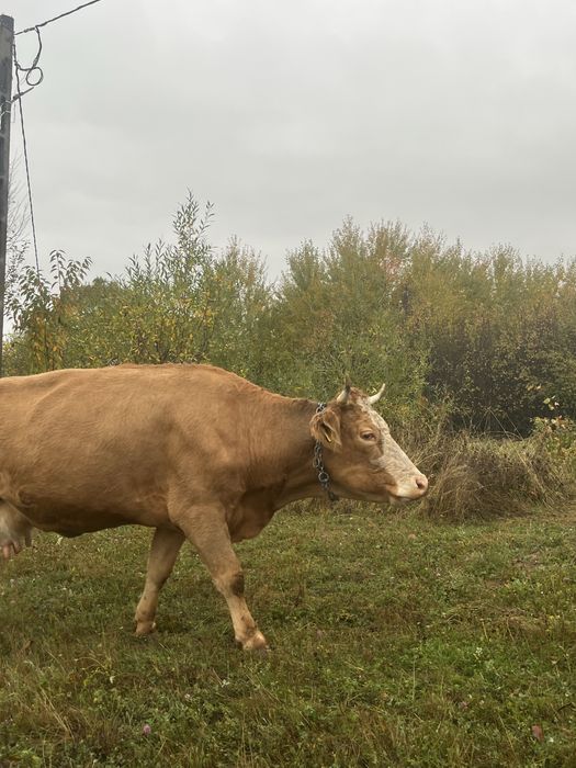 Vand vaca genstanta