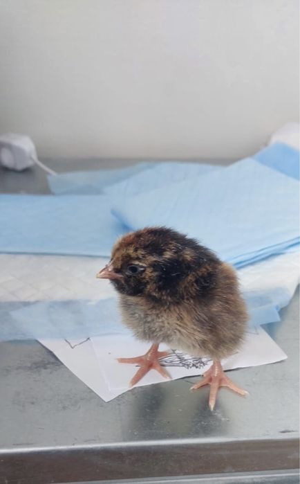 Цыплята домашние