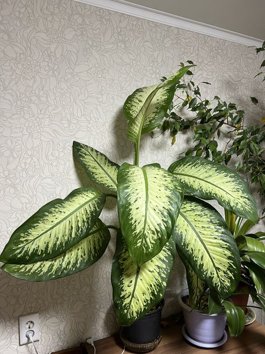Диффенбахия тропическая