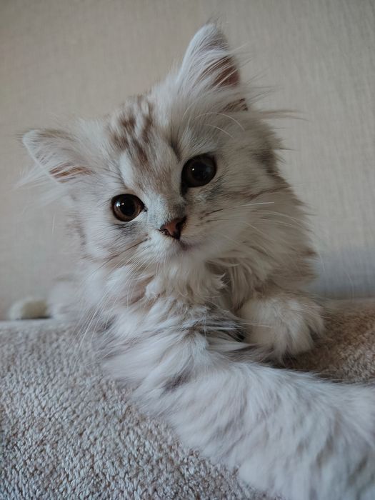 Продам шотландскую девочку