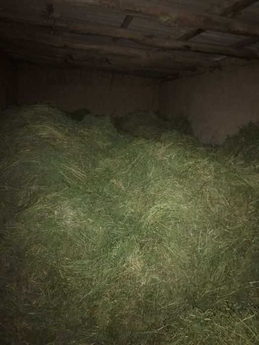 Таза жоңышқа сатылады