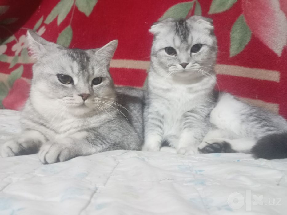 Мушук кулоги кайриган