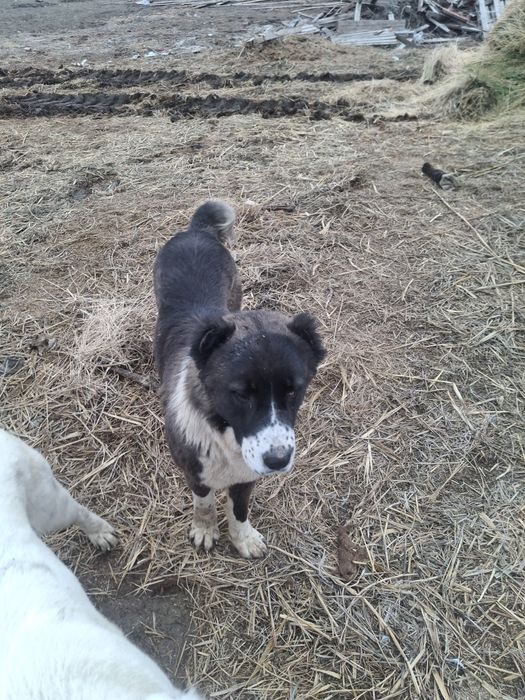 Сатылады казаккы тобет кушик али