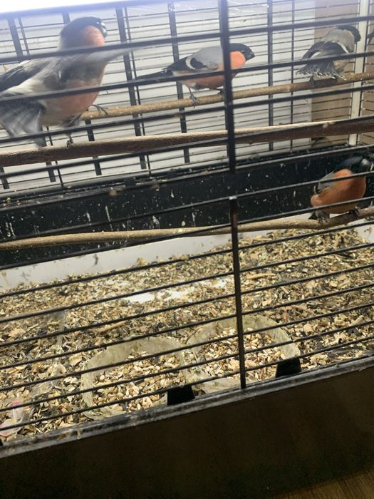 Снегири красные и бурые