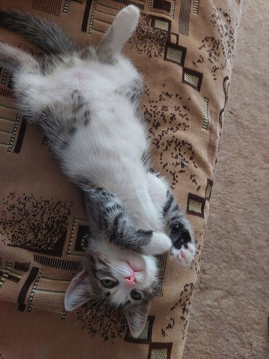 Котенок мальчик ищет дом