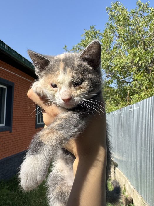 Котенок ищет дом!