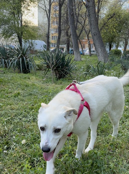 Търси дом! Здравейте, това е Айра