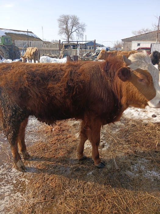1жылдан Аскан баспкак Сатылады