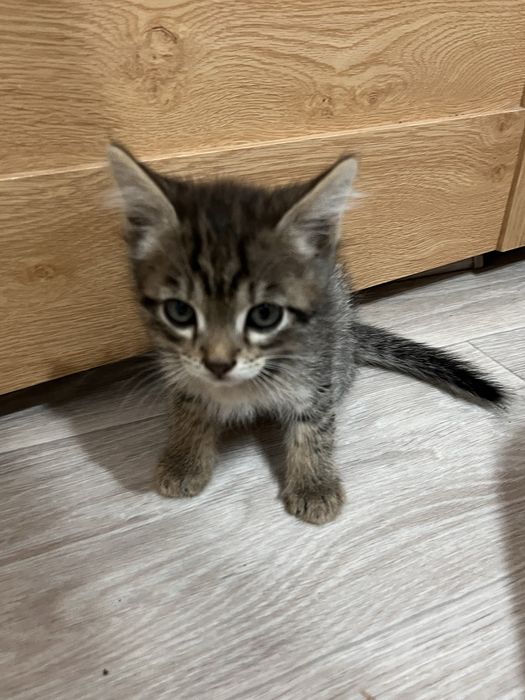 Отдам котят в добрые руки