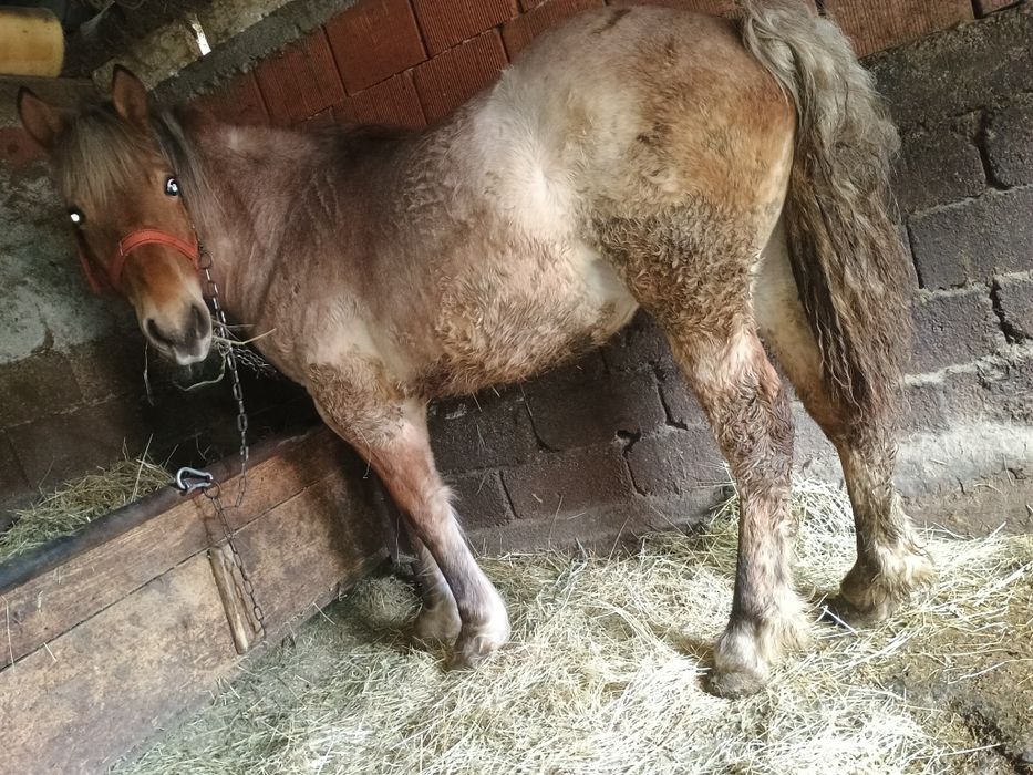 Vand manz de un an sau schimb cu Atv,iapa sau manza