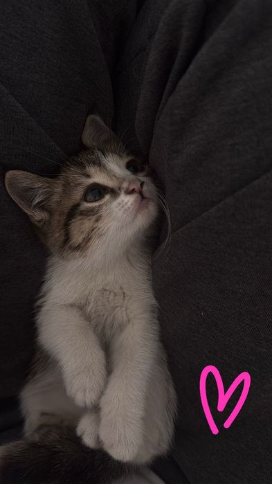 3месячные котята