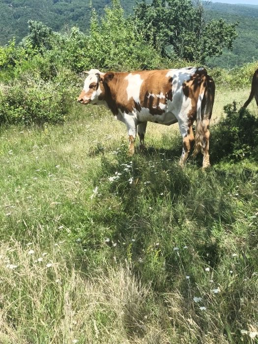 Vând 2 vaci și un taur de 2 ani