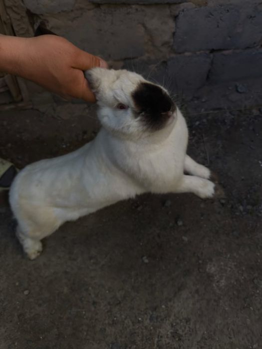 Калифорниийский кролик