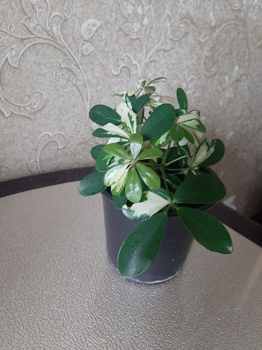 Продам комнатные цветы