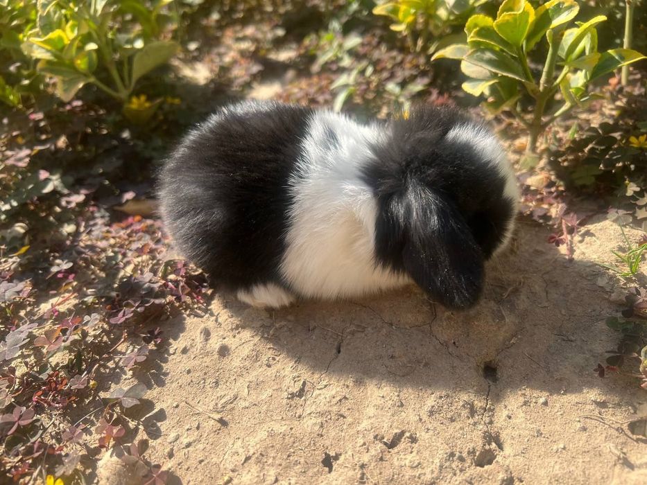 Karlik quyoncha zotdor