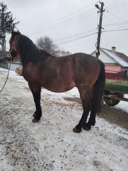 Vând harmasar de 6 ani cuminte