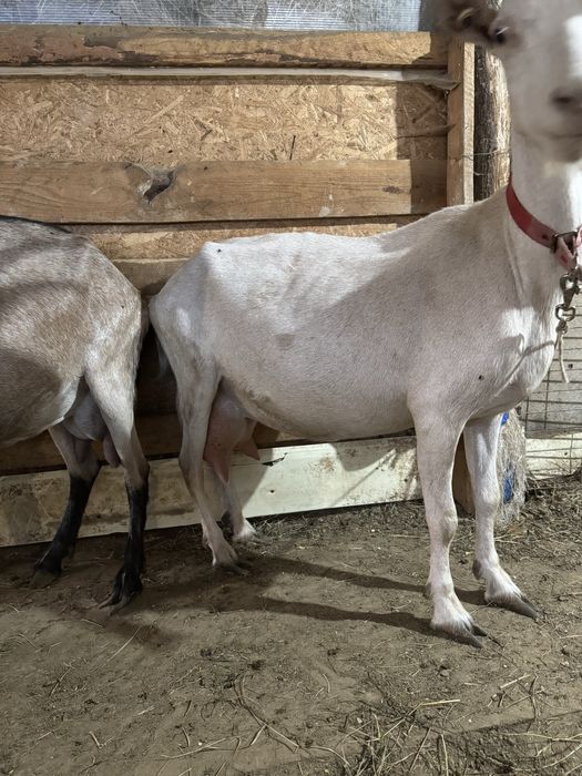 Capre de rasa - Alpina franceza , Zana