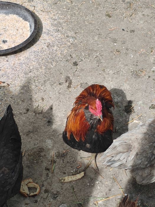 Gaini araucana ameraucana ouă verzi