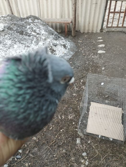 Продам самца голубя