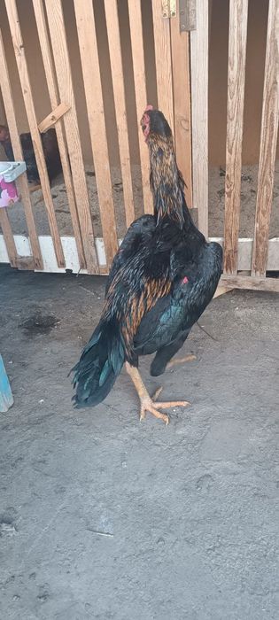 Хуроз сотувда ишончли