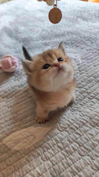 Милые маленькие манчкины