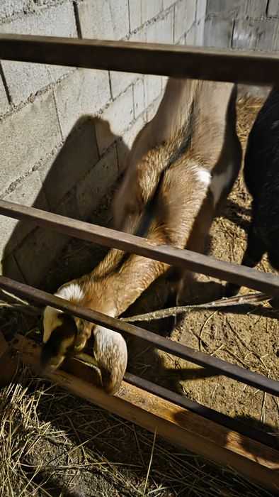 Продается беременная англо-нубийская коза