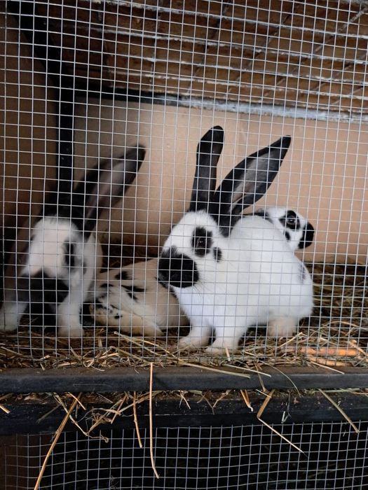 Vand Iepuri fluture german si urias german