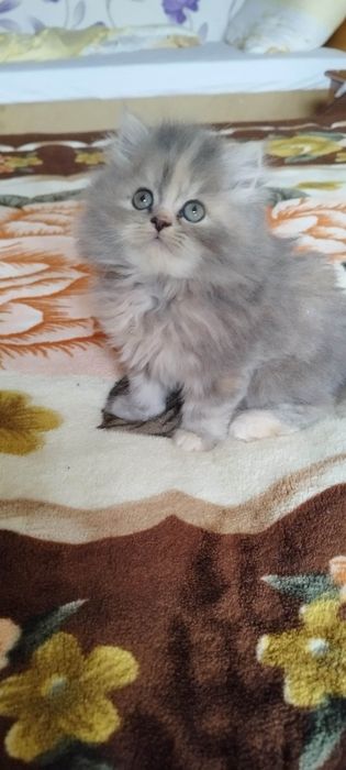 Персийски котета