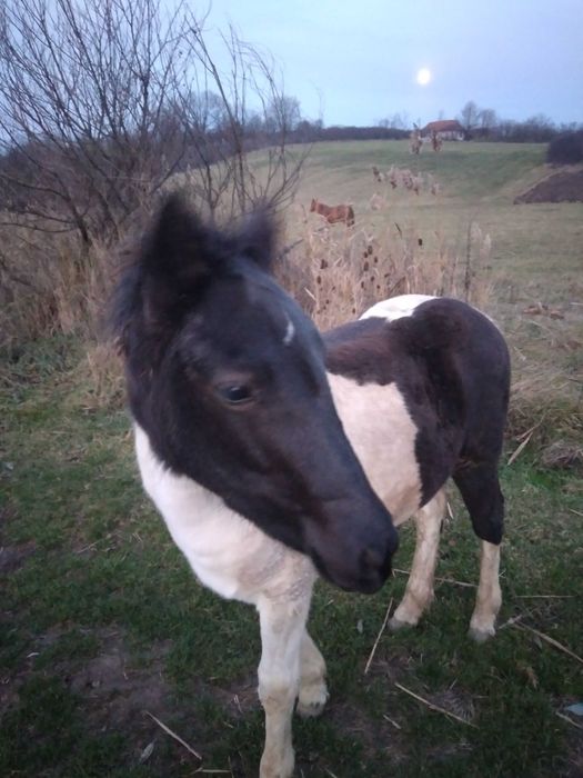 Vand 2 manze de 1 an jum si de 8 luni Calea mare nr 27,pret 2200 euro