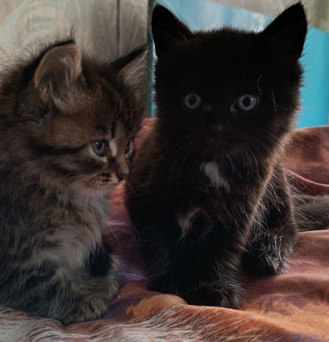 2 котёнка мальчик девочка доставка в ближайшие рейоны