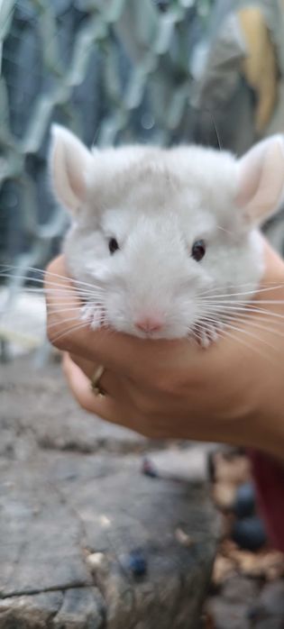 Экзотический зверёк шиншилла