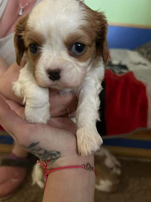 Кавалер Чарлз Кинг