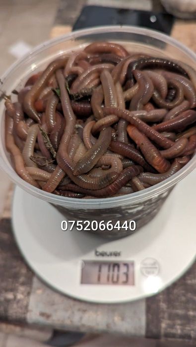 Vand rame groase negre rosii minim 15cm lungime pentru pescuit la somn