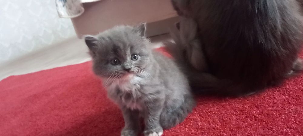 Котята не дорого