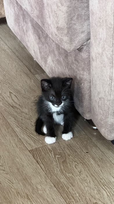 Отдам котят в добрые руки