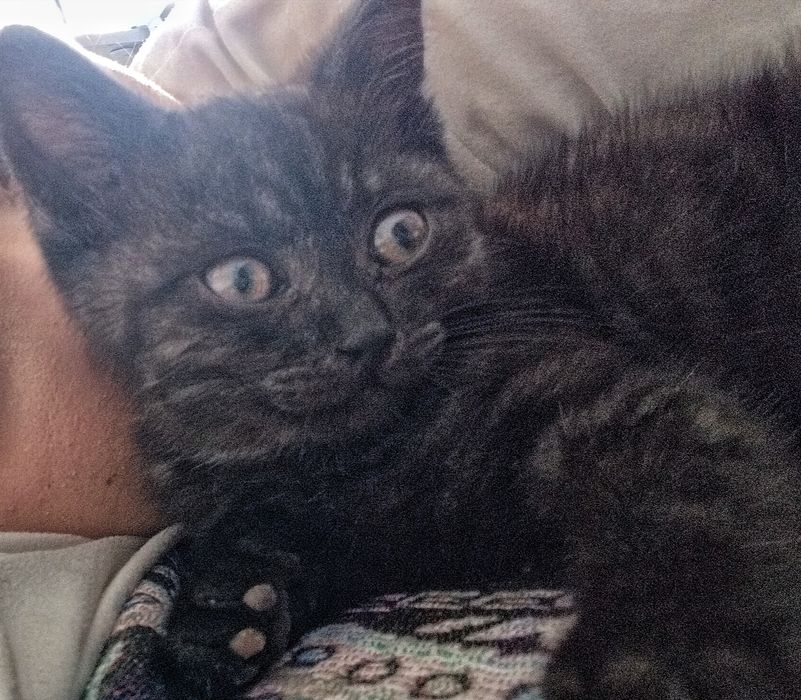 Очаровательный котёнок в добрые руки