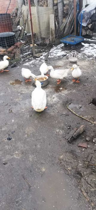 Vând rațe, Rasa Pekin.