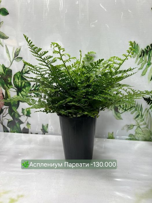 Каладиум, Драцена, Калатея, Папоротники
