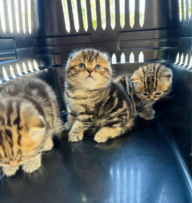 Роскошные Котята