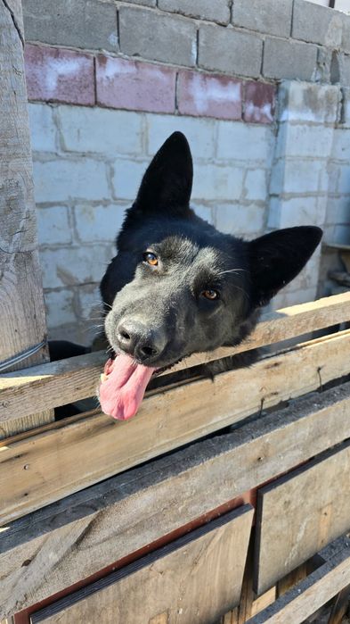 Отдам в хорошие руки