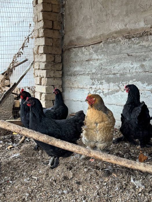 Damshniy xoroz tovuqlar sotiladi