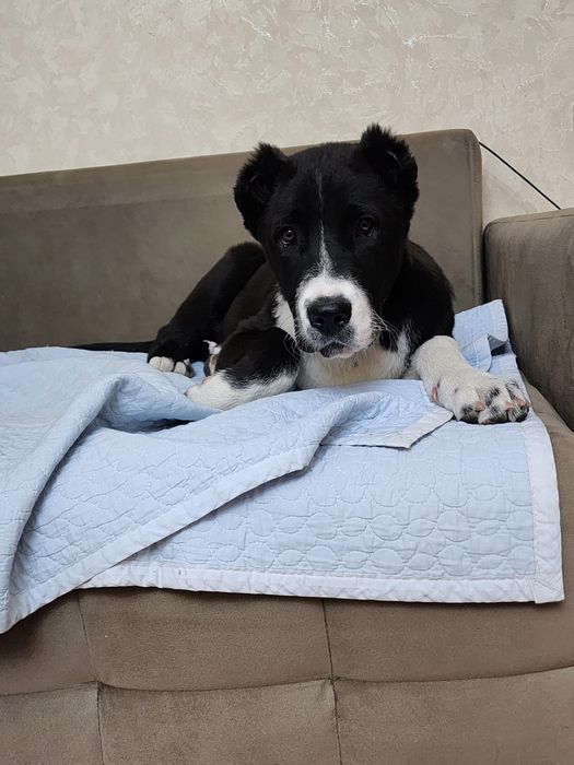 Щенок САО девочка