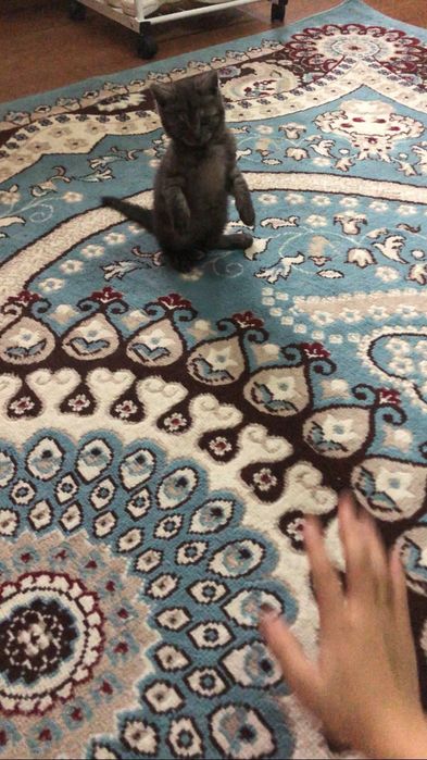 Кошка продается.