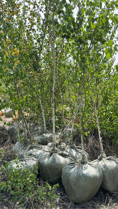 Берёза обыкновенная