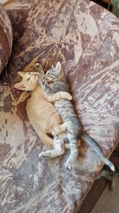 подарявам котенца