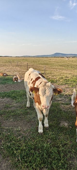 Vând vițelul din imagini