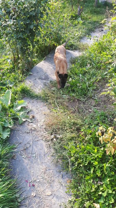 Продам щенков бельгийская  овчарка