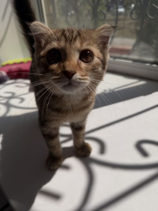 отдам котенка девочка